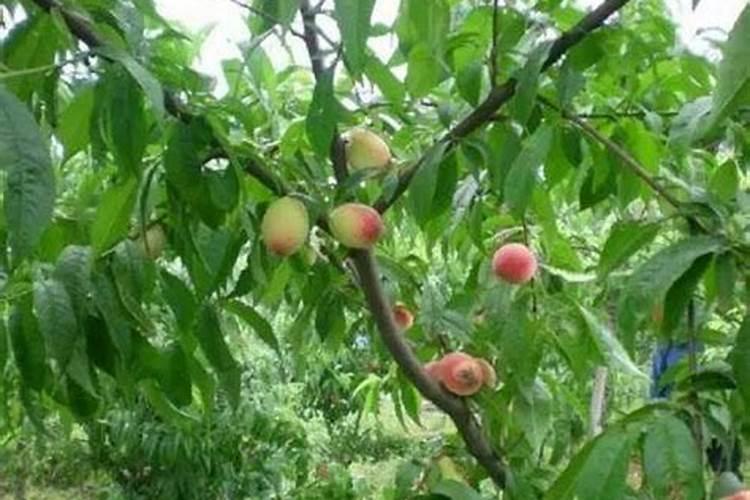 请问老师,桃树现在用哪种水溶肥好？