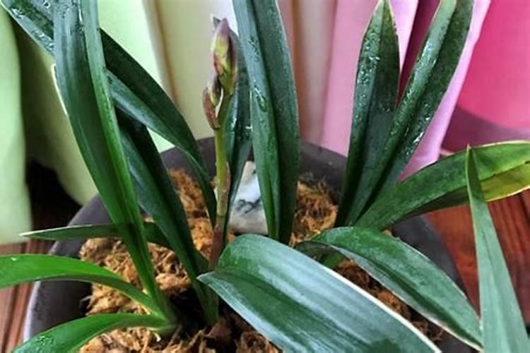 月季用美植袋种着的,请问下雨天可以换盆吗？