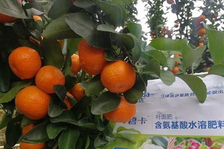 土豆苗太茂盛怎么办