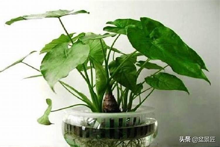 作物吸收磷的形态主要是