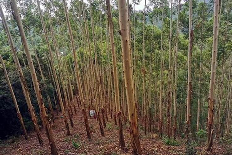 桉树洒肥料有用吗