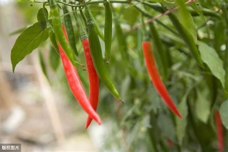芸苔素内脂用于辣椒效果好吗？