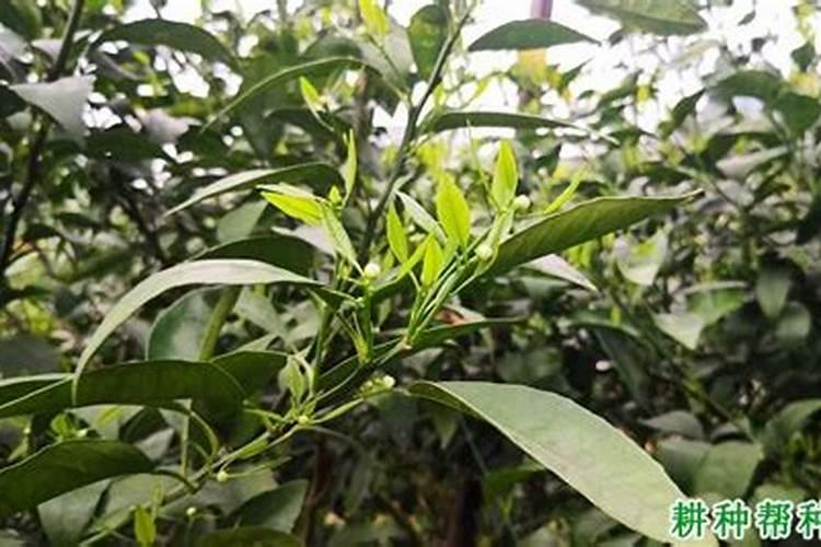 大姜对土壤的要求