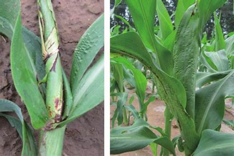 平菇高粱原种里面加多少磷酸二氢钾合适？