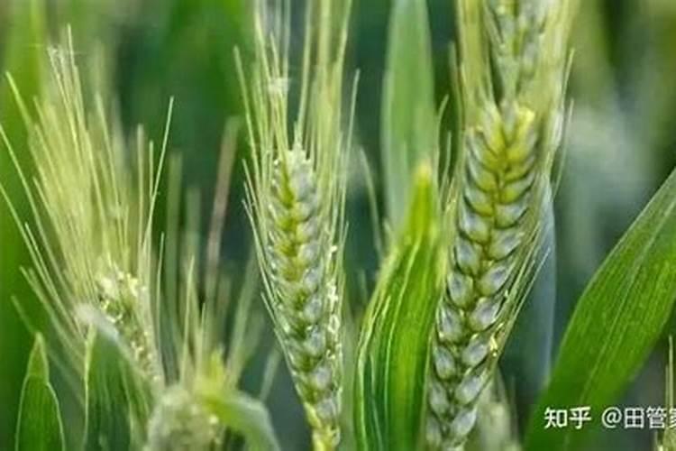 花卉叶面肥使用方法 叶面肥喷叶子正面还是背面