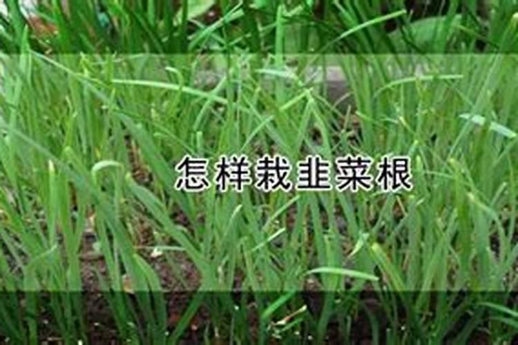 韭菜采收后,有哪些措施帮助下茬韭菜长得粗胖油绿？