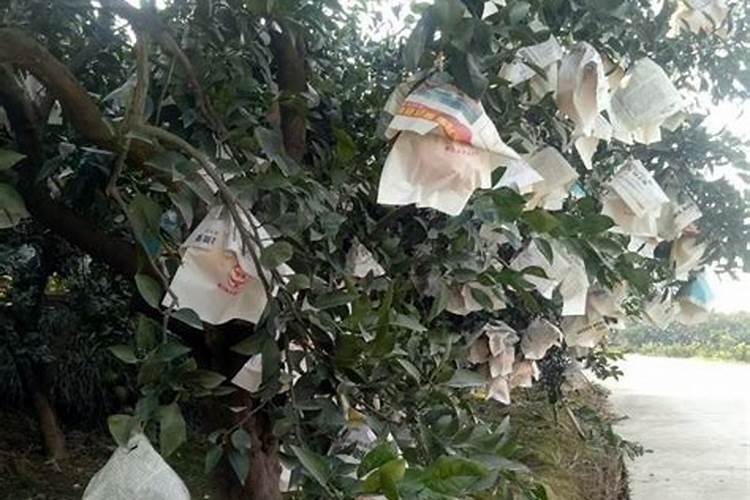 韭菜喷叶面肥用磷酸二氢钾好吗