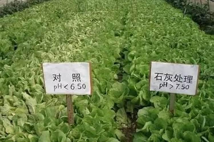 天脊硝酸磷肥80斤多少钱一袋