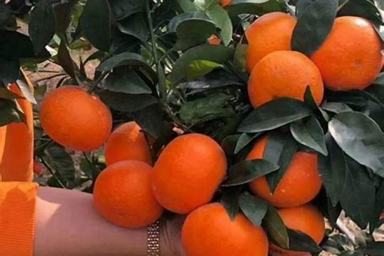 氢氧化钾可以代替氯化钾吗