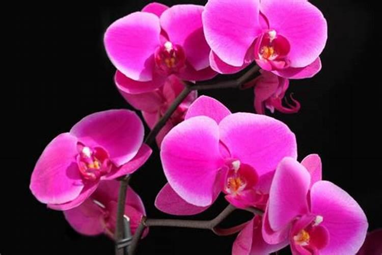 蝴蝶兰开花期间能施肥吗 蝴蝶兰开花的时候可以施肥吗