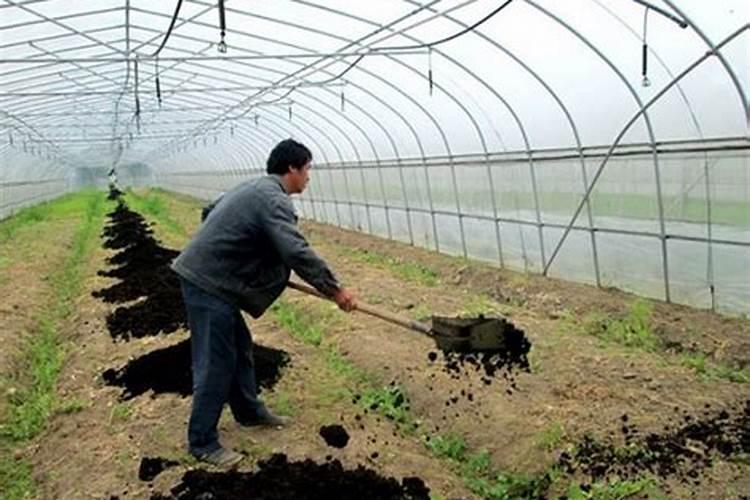 给蔬菜施肥时,磷肥的讲究到底有哪些呢？