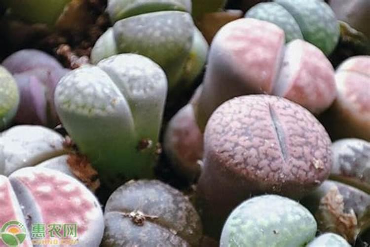 给植物喷的绿色液体是什么