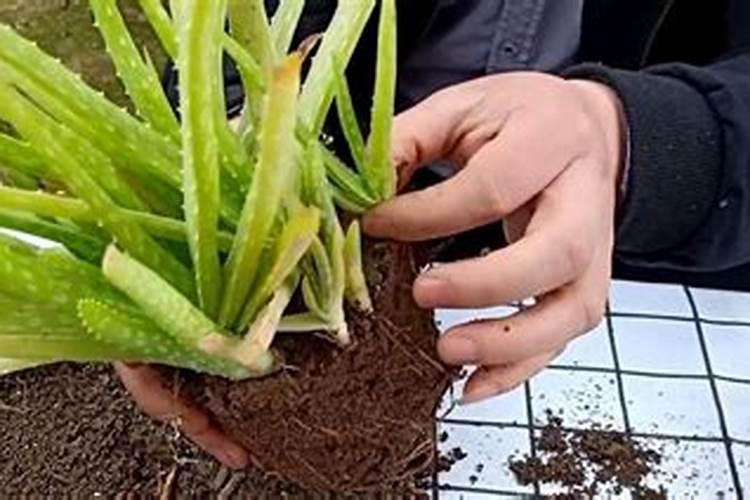 葡萄花期要施高磷的肥料吗