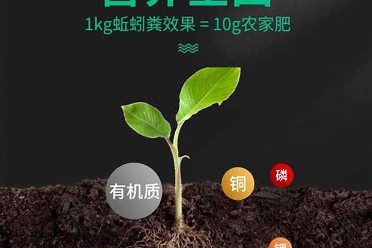 多肉怎么施肥才能更旺盛(如何给多肉施肥料又肥又胖)