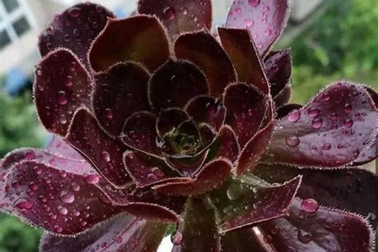 绿萝用什么肥料好