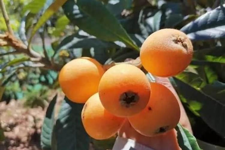 3055高塔化肥种玉米好吗