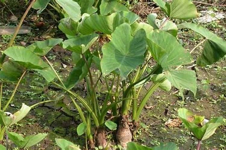 种芋头用什么肥料好