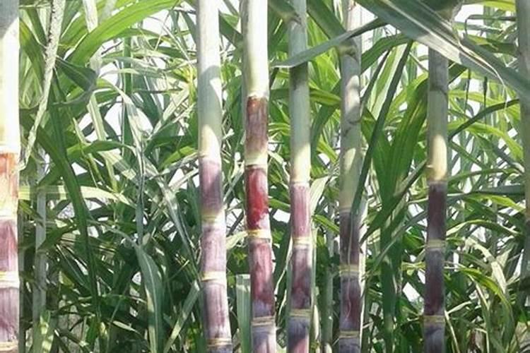 7月底巨峰葡萄上色慢,冲施磷酸二氢钾可以足进上糖上色吗吗