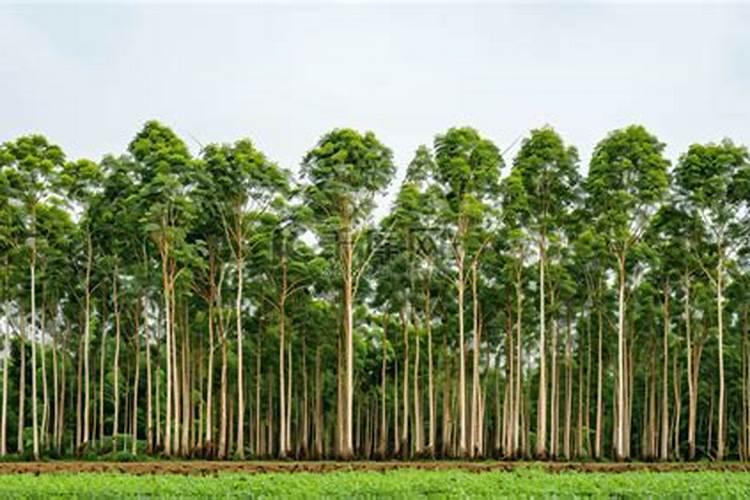悬浮型大量元素水溶肥(德国EDENN螯合技术生产)