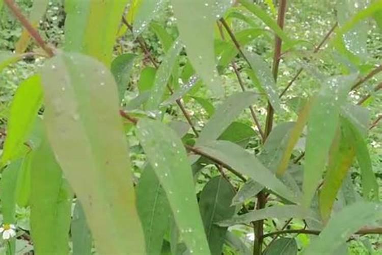 水溶肥的前十名水溶肥厂家有那些水溶肥的前十名