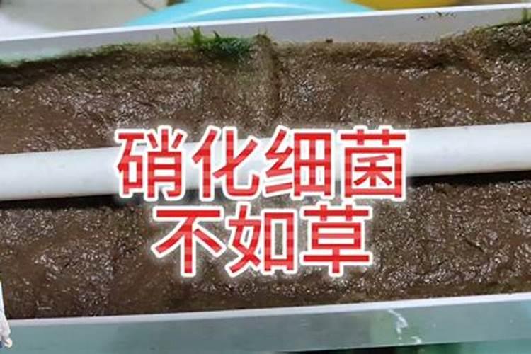 作物重茬怎么解决