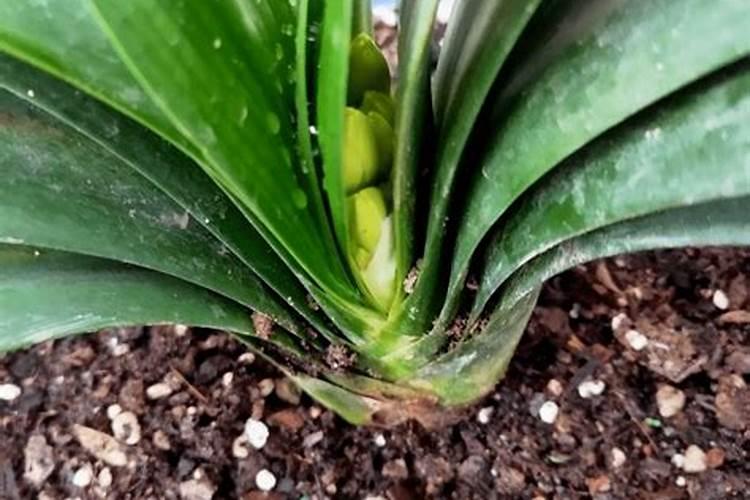 钙镁磷肥使用有什么技巧