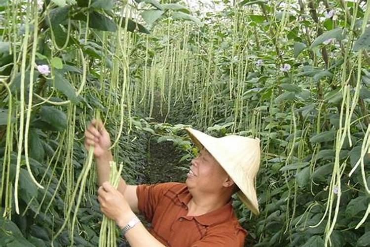 豆角追肥用什么肥料好