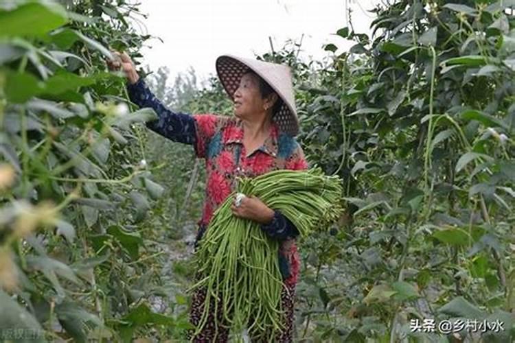 豆角喜欢什么目