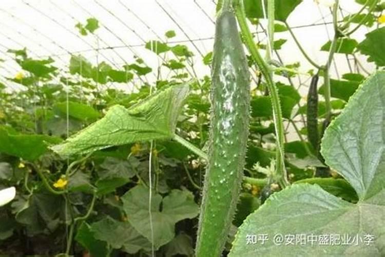 黄瓜用叶绿后彭瓜慢怎么办？