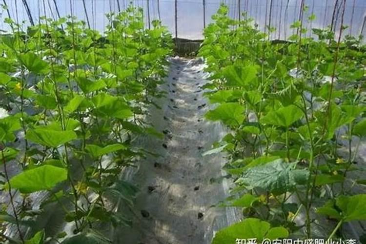 黄瓜施肥时间及方法总结