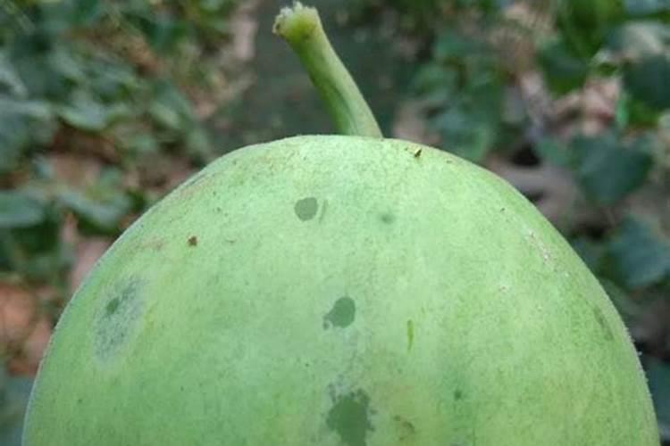 黄瓜浇什么能多结瓜