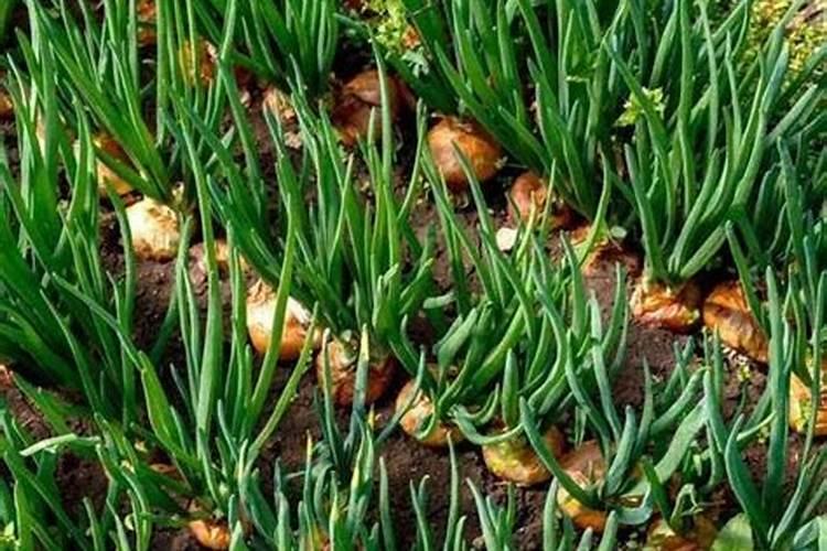 磷酸二氢钾这样用,壮苗增产效果翻倍!