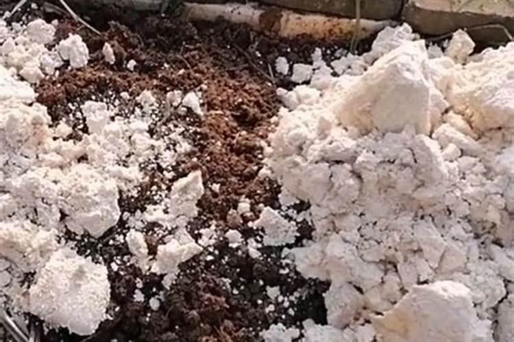 肉可埋在土里当花肥吗