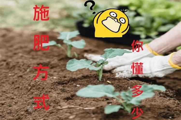 种植玉米一般施肥用什么化肥 玉米施肥注意事项