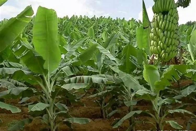 用白醋怎么瘦肚子