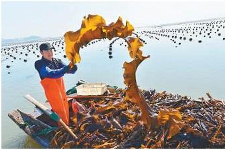 什么是波尔多液？
