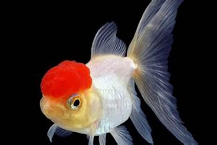 君子兰用什么肥料最好