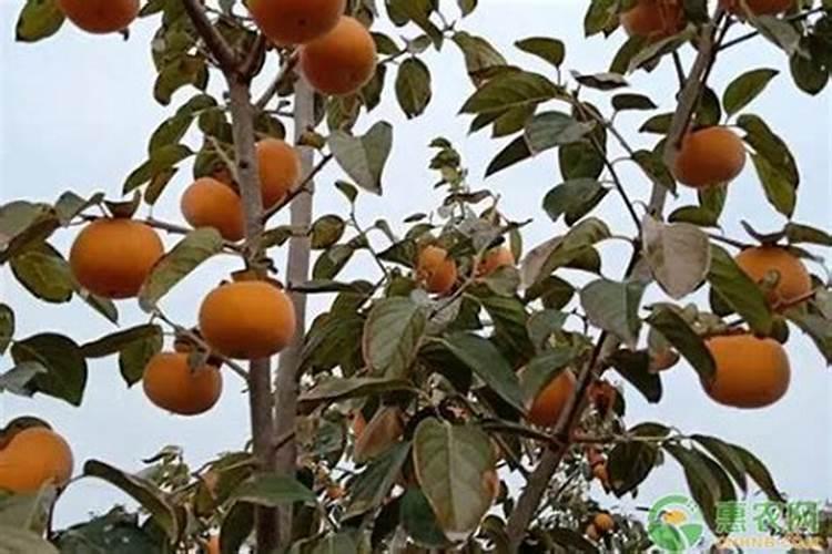 柿子树移栽时间和方法