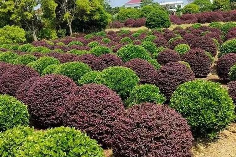 含腐植酸水溶肥料有什么功能和普通水溶肥有区别吗？