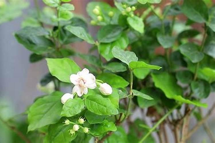 盆栽茉莉花怎么施肥