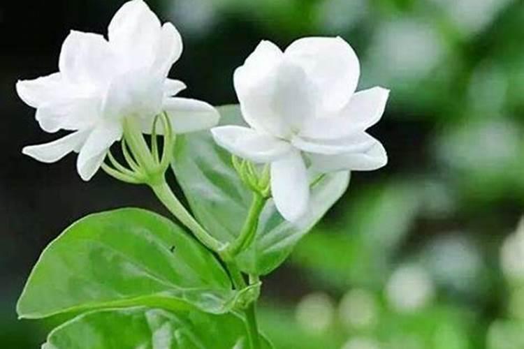 茉莉花怎么施肥