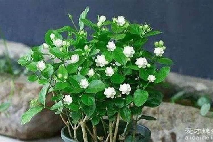 盆栽茉莉花怎么施肥
