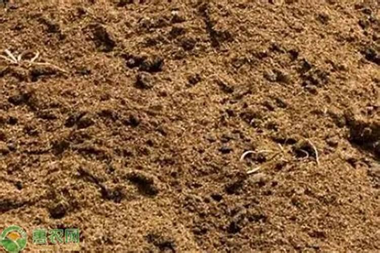 西红柿多长时间喷次花