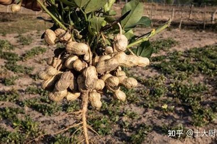 复合肥含氯与不含氯的区别