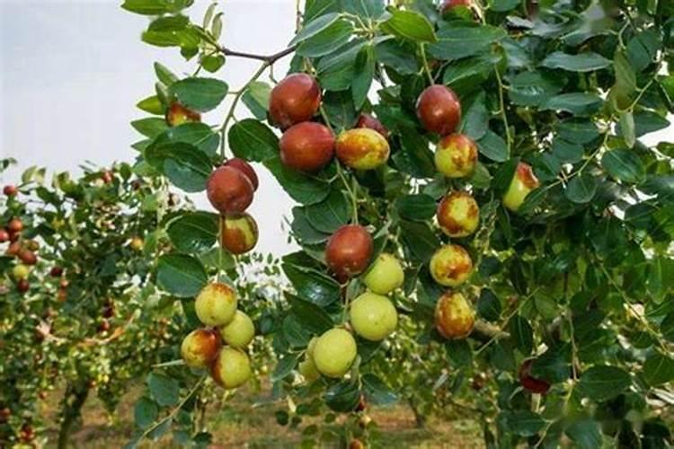 棉花缺锌要怎样施用锌肥改善？