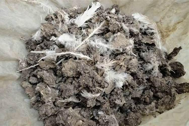 哪种粪肥养分含量最高？如何安全使用粪肥？
