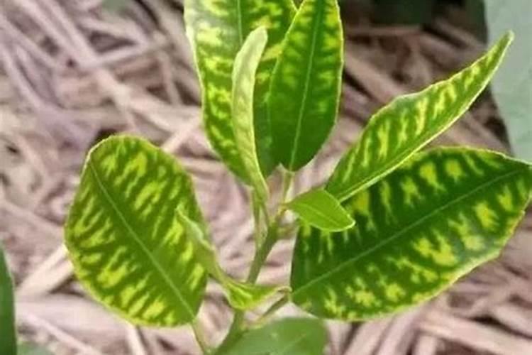 红糖加小苏打喷蔬菜