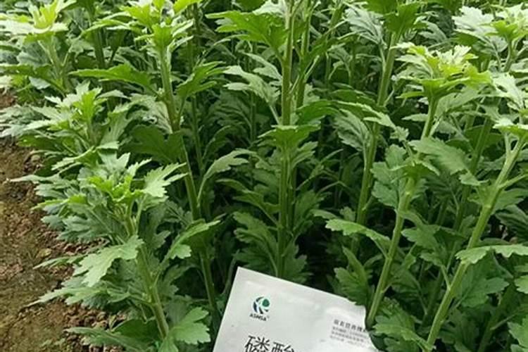 芍药施什么肥最好