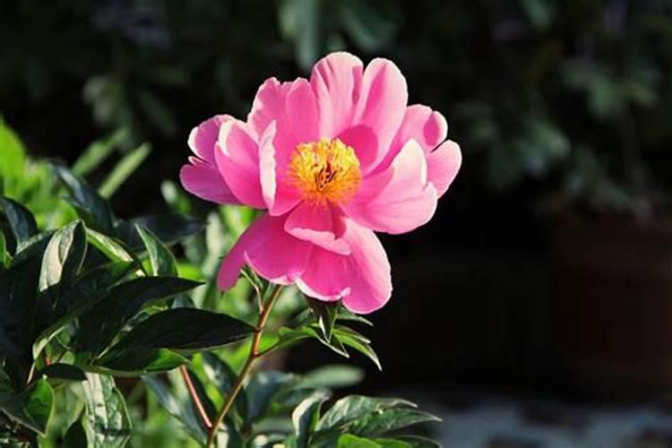 怎样给樱花树施肥