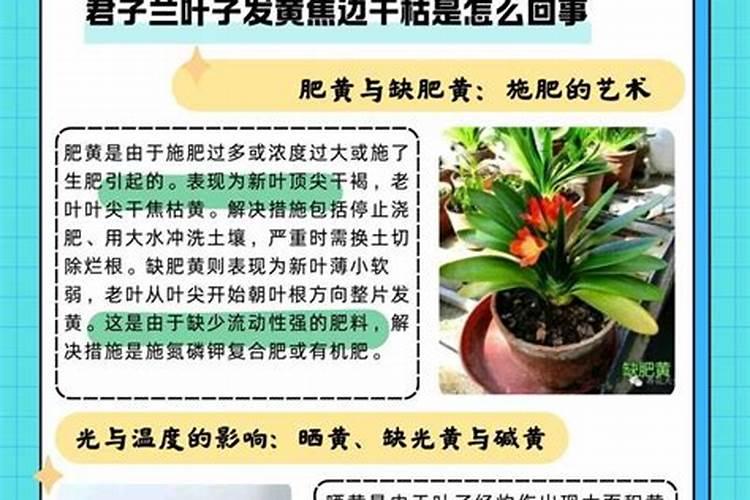 芸苔素内酯在 樱桃树上具体分那几个阶段使用能提高坐果率